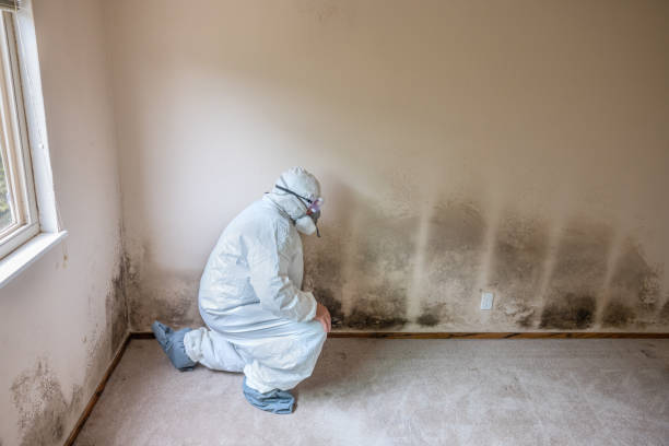 Professional Mold Removal in Creedmoor, NC